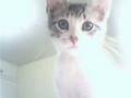 videos de La eterna soledad del Gatito Loco