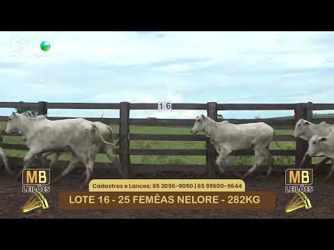 534� LEIL�O VIRTUAL MB LEIL�ES