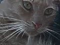 Cat Duet Cat Duet