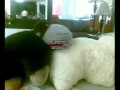 sexo con animales