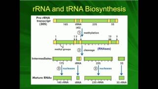 rRNA Processing: Pre-ribosome to Ribosome