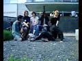 Rietveld Jungle 2 Rietveld Jungle 2