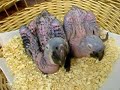 HYACINTH MACAW BABIES