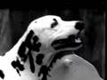 Erreur sur la personne... ou quand un Dalmatien prend ses d�sirs pour des r�alit�s ;-)