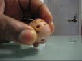 my Bakugan(skyress) my Bakugan(skyress)