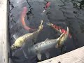 MONSTER KOI MONSTER KOI