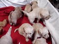 Toy/Mini Labradoodles at 5 weeks old Toy/Mini Labradoodles at 5 weeks old