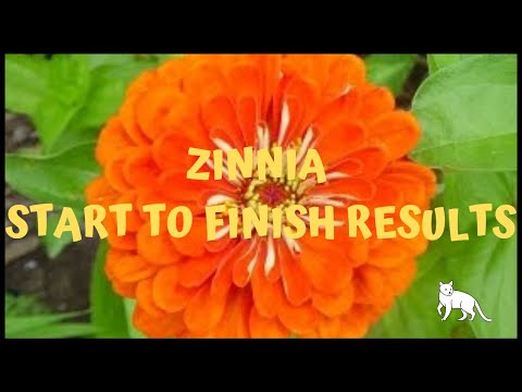 how to grow zinnias from seeds