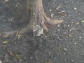 Squirrel Does a Flip Squirrel Does a Flip