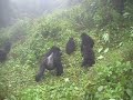 Rwanda Gorilla Silverback Beats Chest