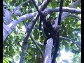 Ometepe - un paraíso con ganchos (parte II)
