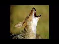 Nonviolent Communication at the Mountain