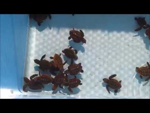 YouTube reptile video