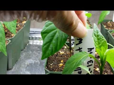 how to transplant bell peppers