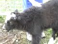 Vermont Yak - Tashi out in the Yack Yard