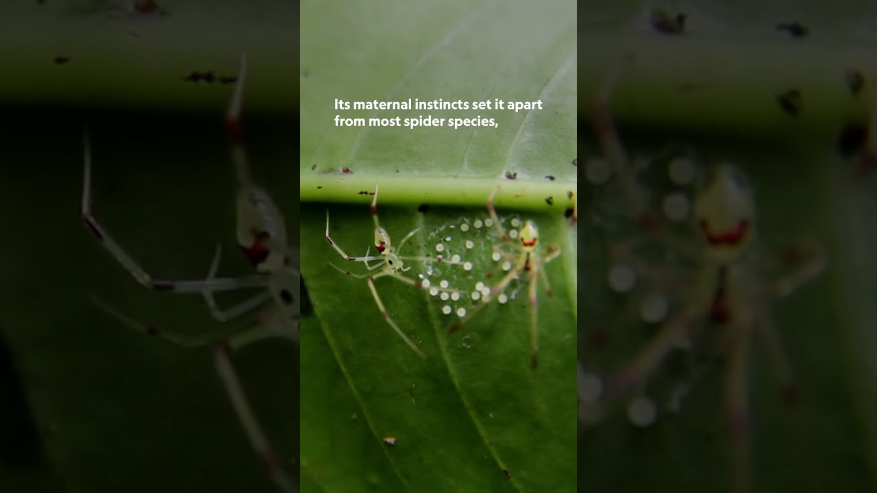 This spider’s smile will haunt you! 😱🕷️  #WildHawaii