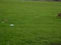 videos de afghan & bedlington learning to course/race.