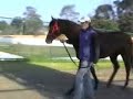 He's brilliantly fast and everyone in Australian racing is talking about him. A son of Champion sire Hussonet out of Weekend Beauty. Bred by Arrowfield Stud. This is a video of him prior to his first run - back in June 2007.