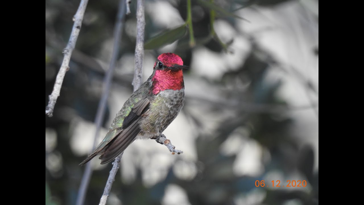 Birding the Rocky Mountains — presentation by John Mills