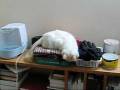 videos de Bhola Random 001