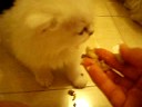 Lotus Kittens week 6 - all eating (2)