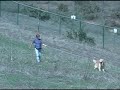 Linda and Connor the Golden Retriever Track with a Bang Linda and Connor the Golden Retriever Track with a Bang