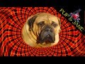 Bullmastiff dog tricks #1