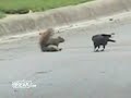 La Amistad se ve Hasta en los Animales