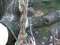 POV1 helmet camera of tree climber