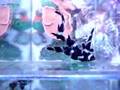 black & white percula