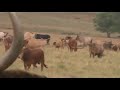 Bad Boy Bucking Bulls - Stock Sale Herd-Cows with calves