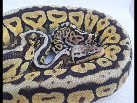 YouTube reptile video