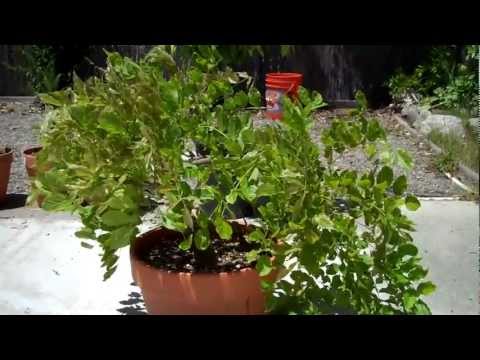 how to transplant wisteria