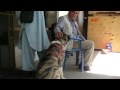 Pet Transportation: The Afghan Tiger Dog