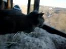 toes surveying his domain