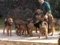 Syrius-Laybel Airedale Terriers 16Nov2007 Syrius-Laybel Airedale Terriers 16Nov2007