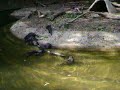 2007-05-20--OTTERS