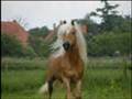 HAFLINGERS