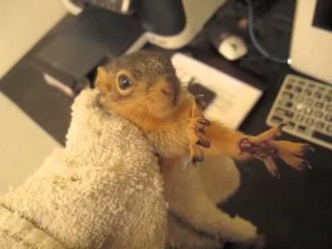 how to take care of a wild baby squirrel