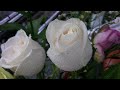 An after the rain look at the Rose
