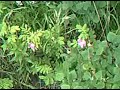 Micro Forests: a documentary Micro Forests: a documentary
