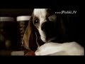 Publicidad de Flash - Historia de amor canina
