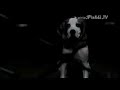 Publicidad de Flash - Historia de amor canina Publicidad de Flash - Historia de amor canina