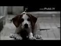 Publicidad de Flash - Historia de amor canina