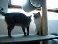 Néo et Kara mes chats sur le gratoir