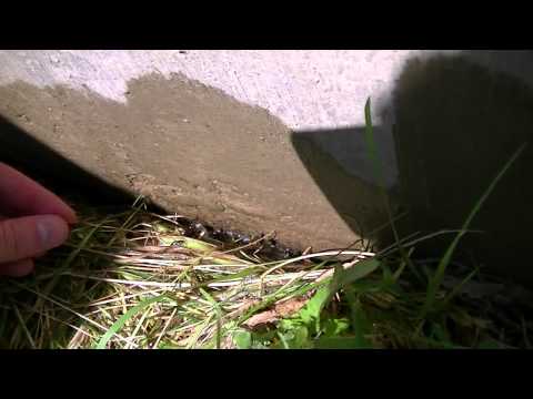 how to get rid of earwigs