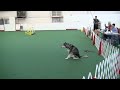 Aura's Excellent Standard Agility Run Alaskan Malamute National Specialty 09