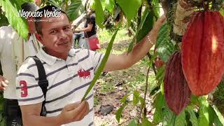 Coop Cacaoteros de Quípama – Negocios Verdes