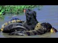 Anaconda VS. Rottweiler! (Graphic Content) NEW!!!