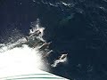 mv-anastasis-escorted-by-eight-dolphins.html